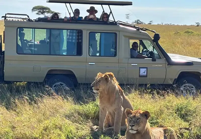A Lappet Faced Safaris vehicle beside two lionesses on safari